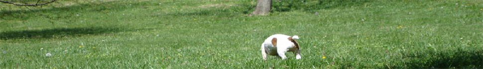 Musings header image 2